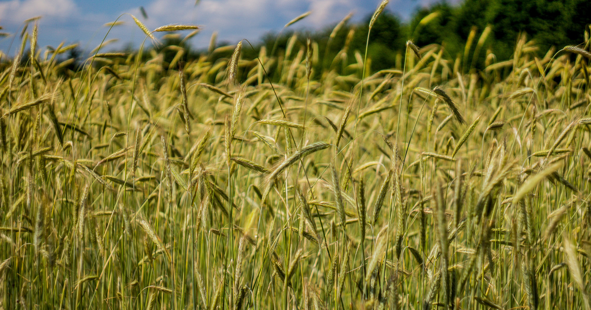 Rye field