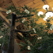 The Money Tree