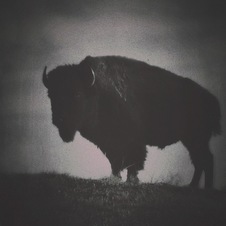 Buffalo